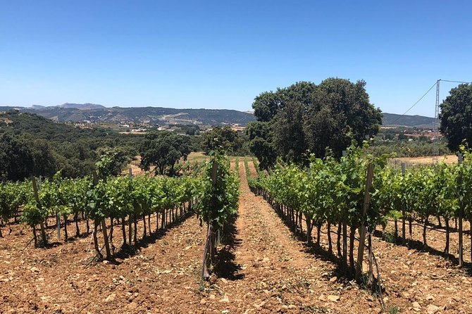Ronda Day Tour and Winery Visits from Marbella - Key things I’d zero in on before you book