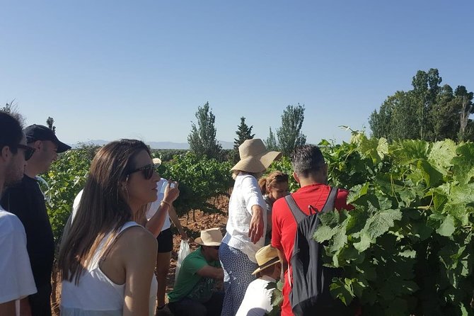 Ronda Day Tour and Winery Visits from Marbella - Why this Ronda and winery day works so well from Marbella