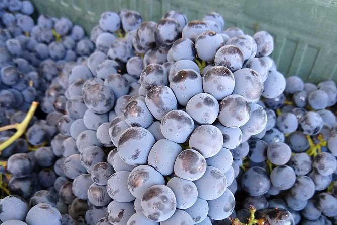 Ronda Day Tour and Winery Visits from Marbella - Cortijo Los Aguilares: vineyards, winemaking explanations, and 3 to 4 award-winning pours