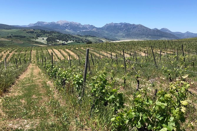 Ronda Day Tour and Winery Visits from Marbella - Group size, guide style, and why the day feels personal