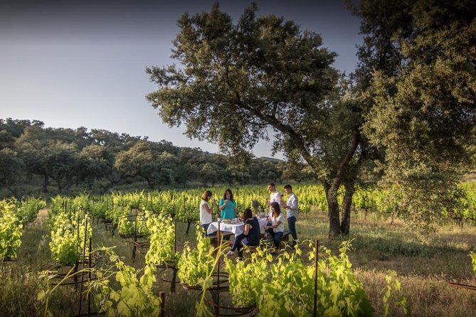 Ronda Private Full Day Wine Tour - Key highlights to know before you go