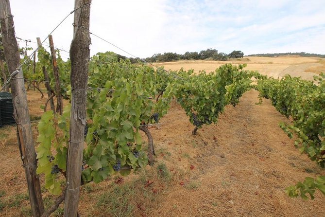 Ronda Private Full Day Wine Tour - Ronda with a guide behind the wheel, then two hours to roam