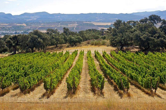 Ronda Private Full Day Wine Tour - A balanced look at the English experience