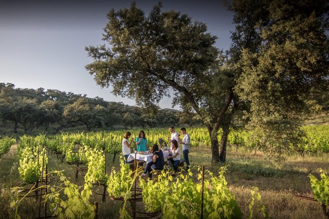 Ronda Private Wine Tour + Free Time in Ronda - La Melonera Organic Winery: Vineyards, Barrel Room, and a Thoughtful Tasting