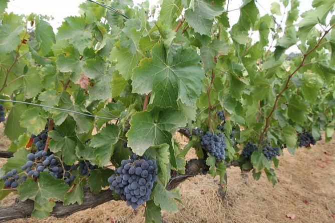 Ronda Private Wine Tour + Free Time in Ronda - Food and Wine: What’s Included, What That Means for Your Day