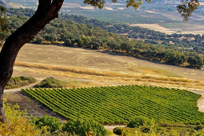 Ronda Private Wine Tour + Free Time in Ronda - Who This Tour Suits Best