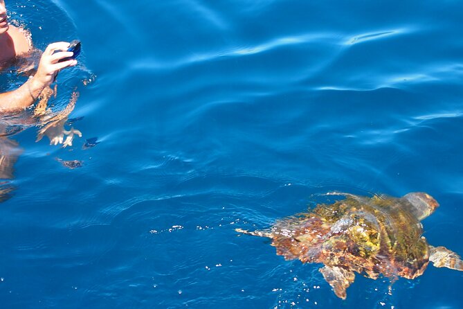 Sailing Boat-always private-always by sail-search for dolphins - Should You Book Sailing The Strait for Dolphin Sailing?