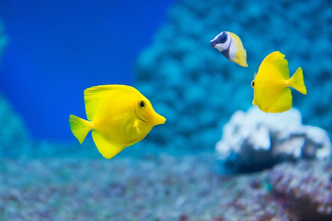 Sealife Benalmadena Entrance Ticket - Price and value for a 1 to 1.5 hour outing