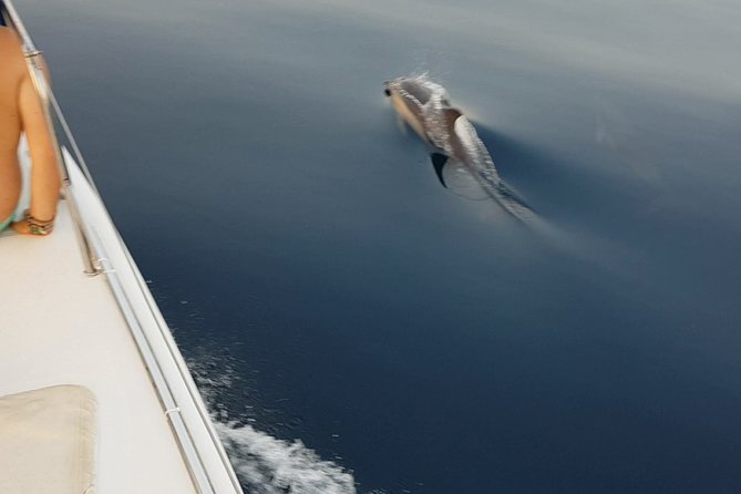 Sighting Dolphin Trip Estepona, Marbella - Why Estepona is a smart launch point for a dolphin-sighting day
