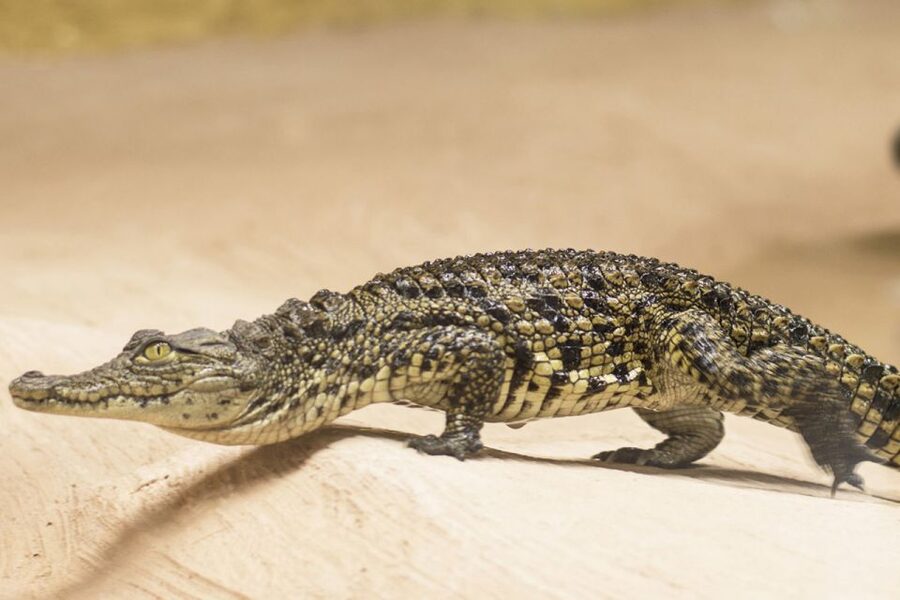 Torremolinos: Crocodile Park Entrance Ticket - How long does Crocodile Park take, and who it fits best?