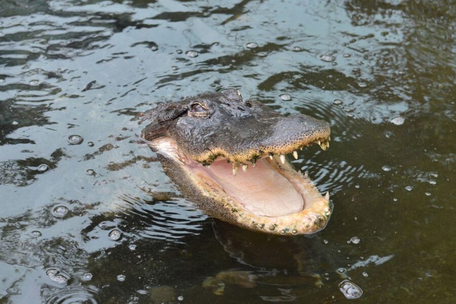 Torremolinos: Crocodile Park Entrance Ticket - Practical tips that make your visit smoother