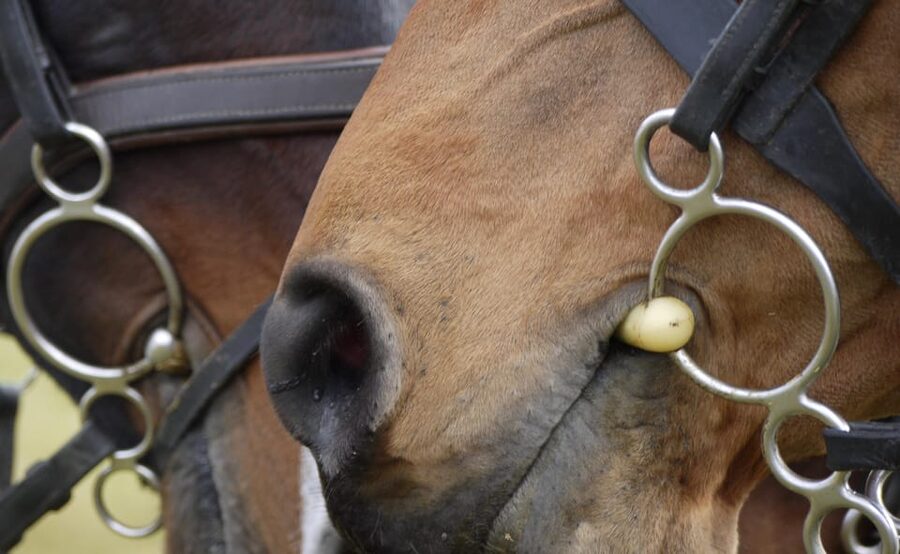 Torremolinos: Guided tour to stables of El Ranchito - Who this is perfect for on the Costa del Sol