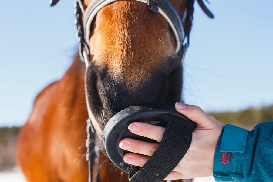 Torremolinos: Guided tour to stables of El Ranchito - Club Hípico El Ranchito in Torremolinos: where the magic happens