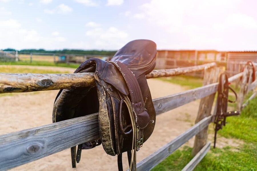 Torremolinos: Guided tour to stables of El Ranchito - What the guides teach you about care, feeding, and training