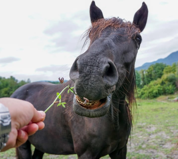 Torremolinos: Guided tour to stables of El Ranchito - No horse riding here: who should expect what