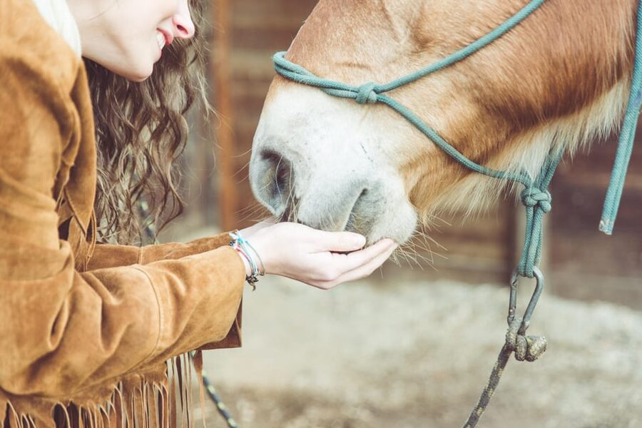Torremolinos: Guided tour to stables of El Ranchito - Logistics that matter (and what to plan around)