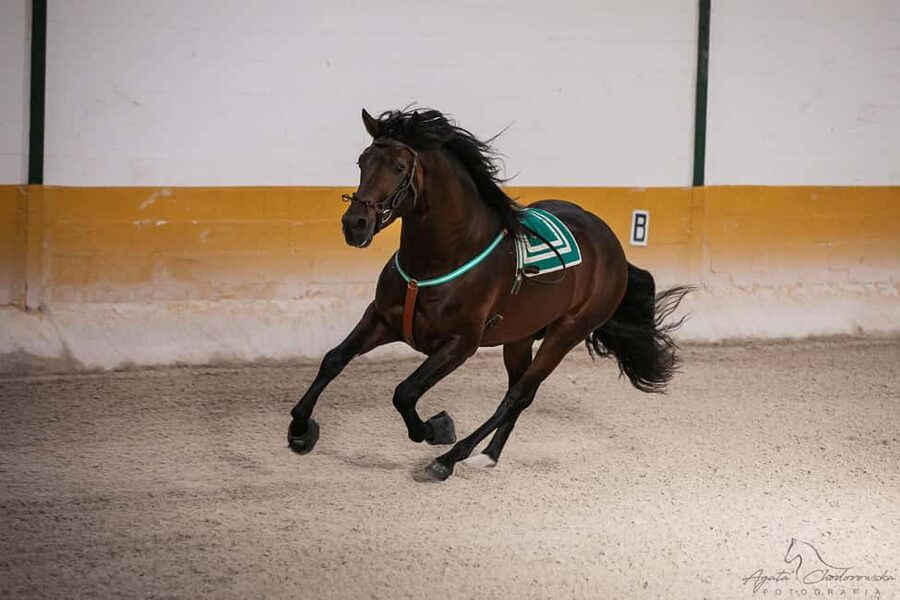 Torremolinos: Spanish horse show and flamenco with dinner option - 2025 add-on: the 5:00 p.m. guided stable visit with priority seating