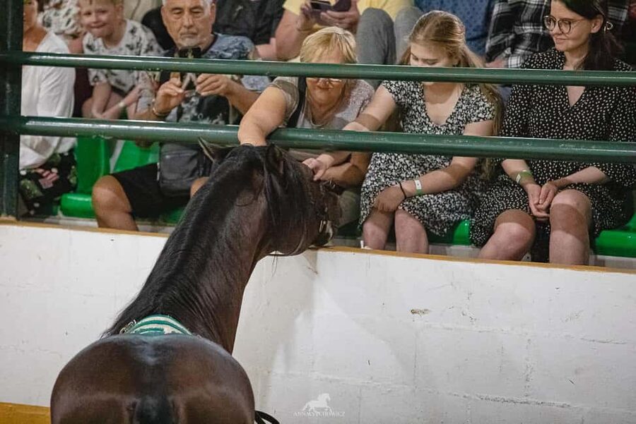 Torremolinos: Spanish horse show and flamenco with dinner option - Should you book the Torremolinos horse show and flamenco?
