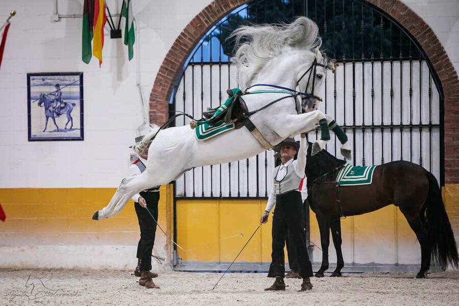 Torremolinos: Spanish horse show and flamenco with dinner option - Inside the 90-minute Spanish horse show and haute école