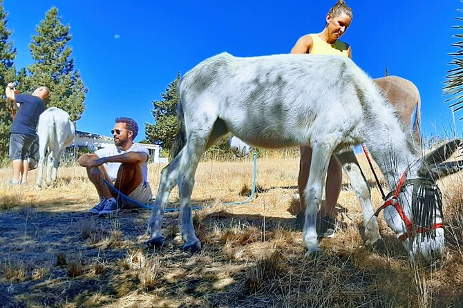 Tour the Sanctuary and Walk with the Donkeys and Share their Love - A small-morning plan just outside Malaga