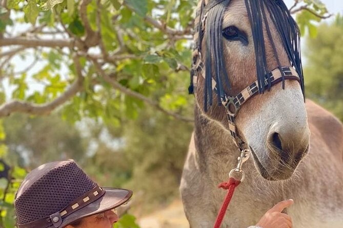 Tour the Sanctuary and Walk with the Donkeys and Share their Love - Who this suits best (and who should skip it)