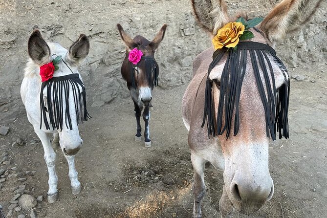 Tour the Sanctuary and Walk with the Donkeys and Share their Love - The sanctuary story, and why volunteers matter