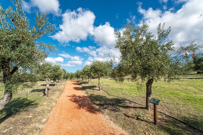 Visit Oil Mill Museum and Olive Oil Tasting in Ronda - Museum time and terraces after the tasting