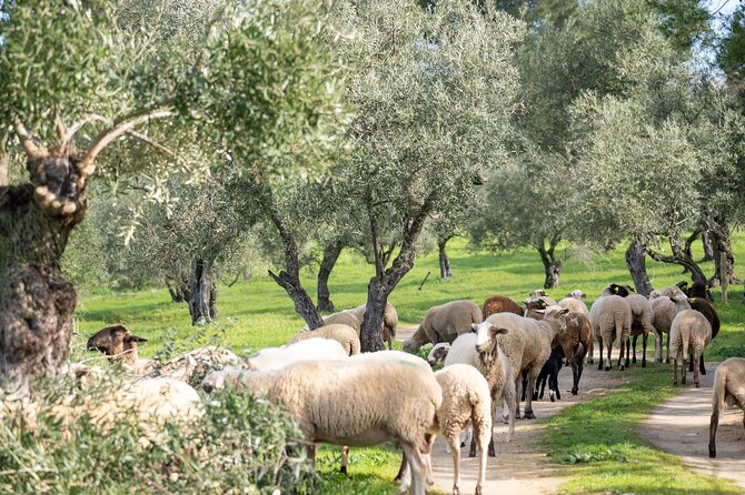 Visit Oil Mill Museum and Olive Oil Tasting in Ronda - Practical tips for a smooth LA Organic visit
