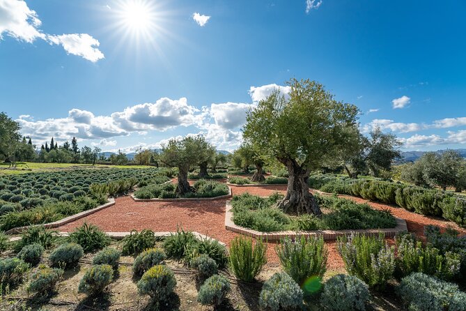 Visit Oil Mill Museum and Olive Oil Tasting in Ronda - Who should book this olive oil tasting outside Ronda