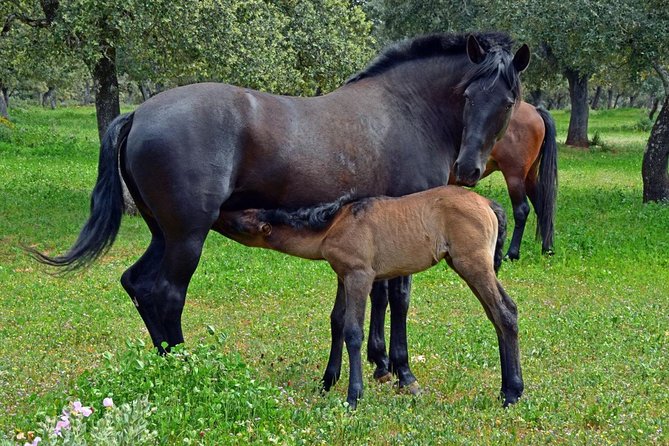 Visita Entre Toros y Caballos - The practice ring: learning capote and muleta and trying a pass