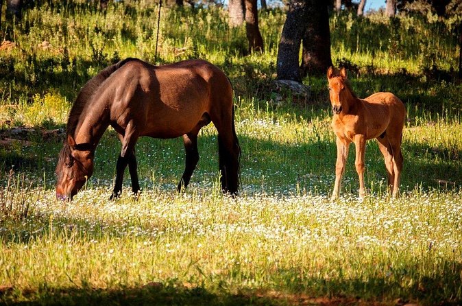 Visita Entre Toros y Caballos - Horses in the stables and the feel of daily ranch life