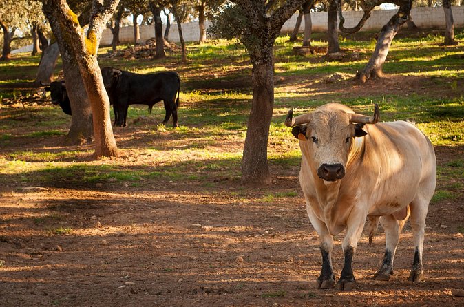 Visita Entre Toros y Caballos - Language matters: English is offered, but setups can vary